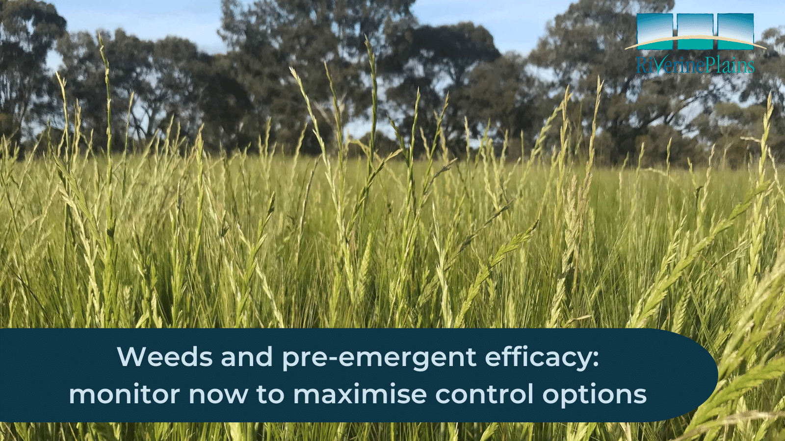 Weeds And Pre-emergent Efficacy: Monitor Now To Maximise Control Options